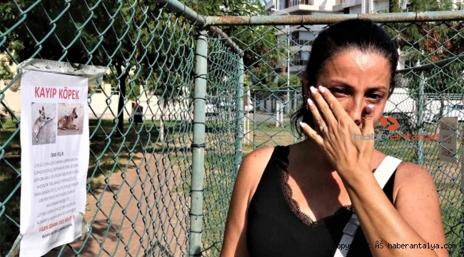Gözyaşları içinde aradığı sokak köpeğini bulana ödül verecek