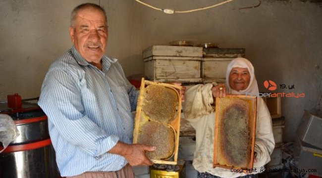 İmecikli balcıların hasadı başladı