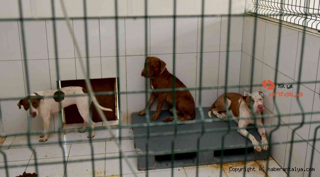 Kedi Evi'ne giren 3 pitbull cinsi köpek 12 kediyi telef etti, güvenlik personelleri işten çıkarıldı
