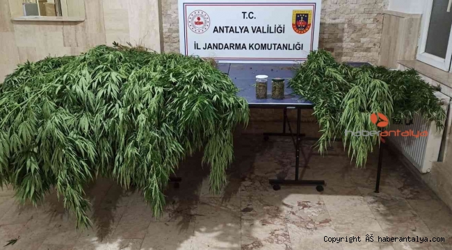 Korkuteli'nde 30 kök kenevir, 28 kök skunk ele geçirildi
