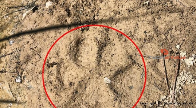 Manavgat'ın yanan ormanında karakulak izi