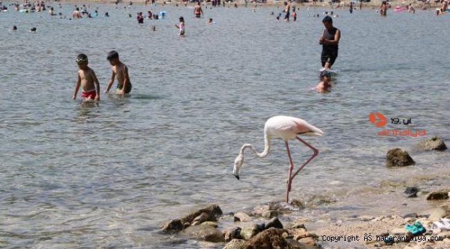Phaselis Antik Kenti'nde flamingo sürprizi