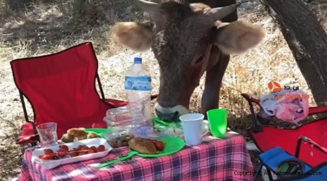 Piknik masasına davetsiz misafir