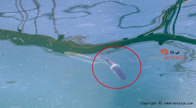 Plastik halkayla yüzen kefal hem düşündürdü, hem şaşırttı