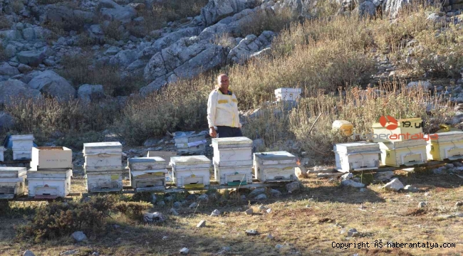 Siparişler kovandan çıkmadan alınıyor, kilogramı 300 TL'den satılıyor