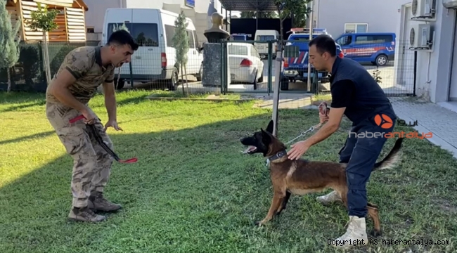 Sokak köpeği jandarmanın hassas burunlarından olacak
