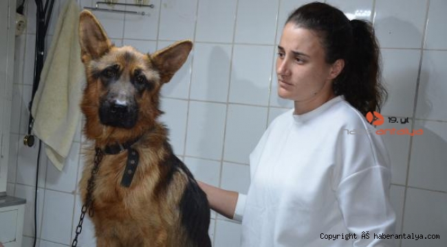 2,5 aydır kayıp köpeği, mikroçip sayesinde bulundu