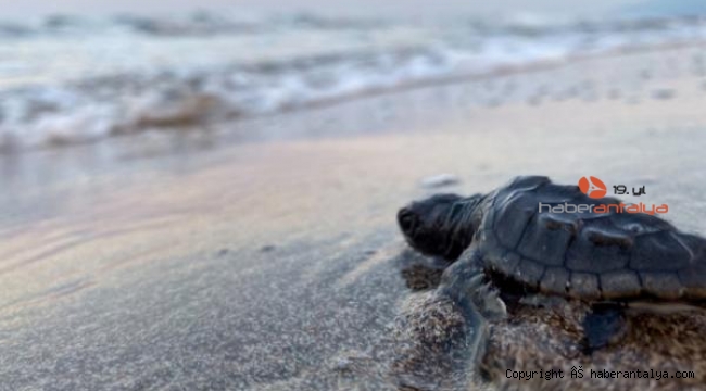 35 bin yavru caretta carettanın yarısı denize ulaştı