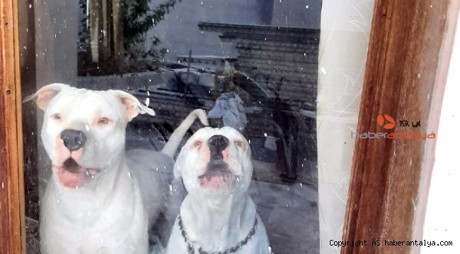 6 Pitbull ile korunan bağ evine uyuşturucu baskını; 1'i İsrailli 2 kişiye gözaltı