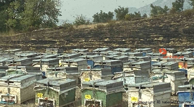Antalya'da arı kovanları alev alev yandı !