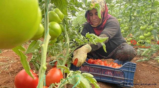 Antalya'da sezonun ilk domates hasadı yapıldı