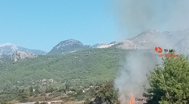 Antalya'da zeytinlikte yangın