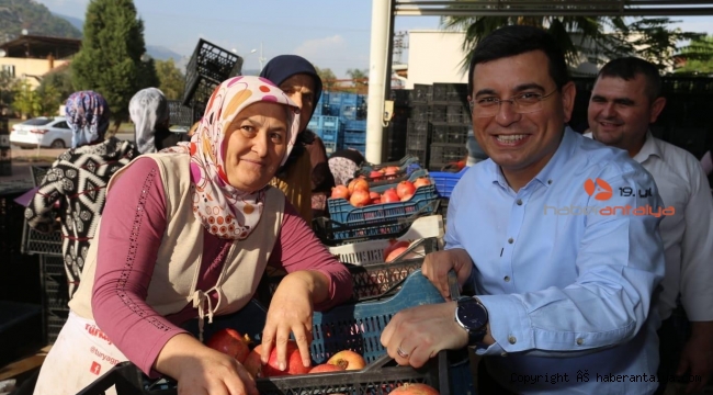 Başkan Tütüncü, nar hasatında
