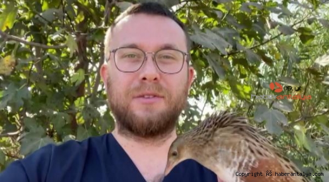 Bıldırcın kılavuzu, göç yolunda kedi saldırısına uğradı