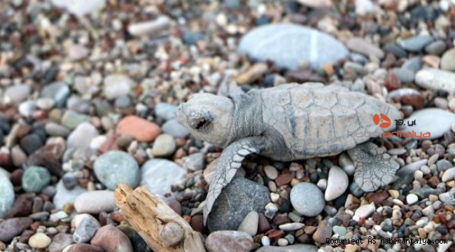 Caretta carettaları soğuk vurdu 