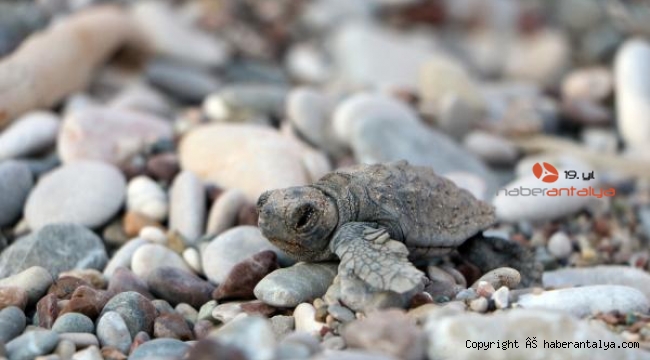 Çıralı'da denizle buluşan yavru caretta sayısı yüzde 27 arttı