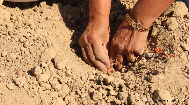 Elmalı'da kadınlar, altın bitki safranı toprakla buluşturdu