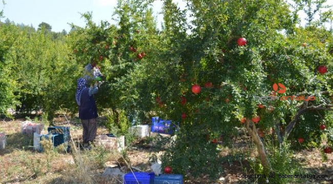 Finike'de hicaz narı hasadı başladı