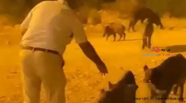 Kızının çekmeye bile korktuğu yaban domuzlarını elleriyle besledi