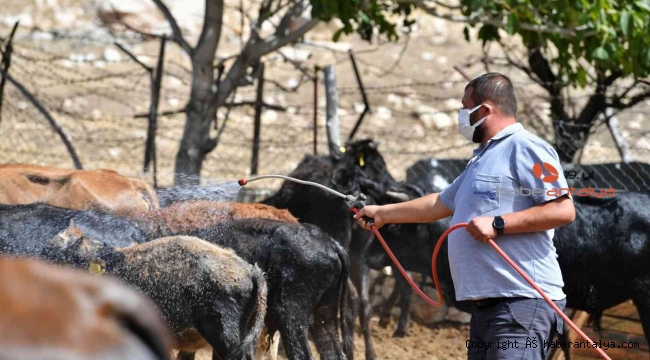 Konyaaltı Belediyesinden büyükbaş hayvanlara da ücretsiz aşı