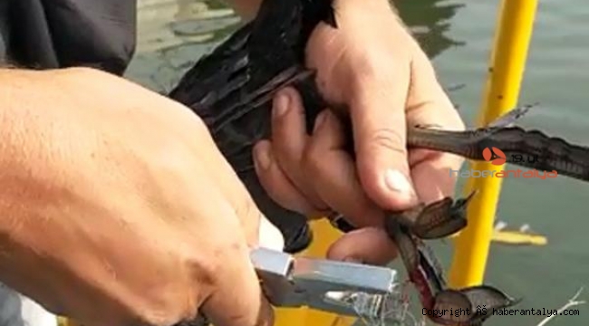 Misinaya takılan Sakarmeke kuşunu kurtardı