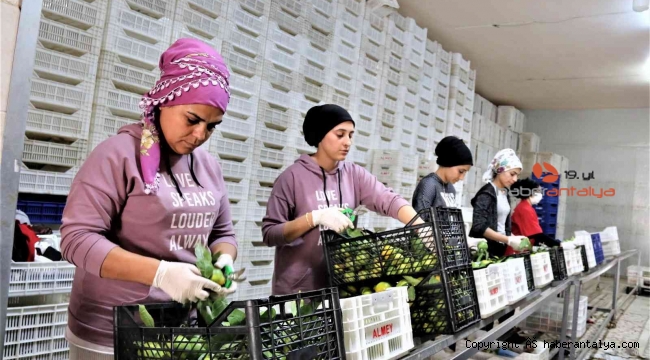 Savaşan ülkelere durma noktasına gelen tarım ürünleri ihracatı yeniden başladı