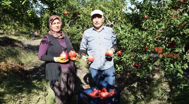 Seranın merkezi Kumluca'da nar bereketi