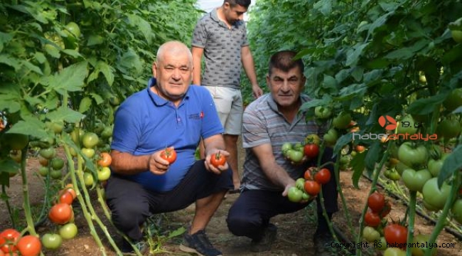 Serik'te mevsimin ilk sera domatesi çıktı