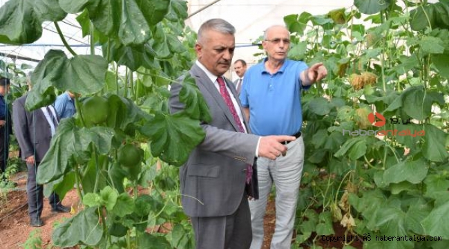 Vali Yazıcı Kumluca'da salatalık topladı