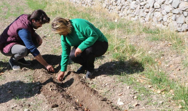 Akseki'de de lale soğanı üretilecek