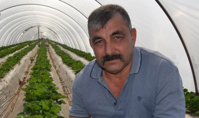 Çilek üreticisi hasadı bekliyor
