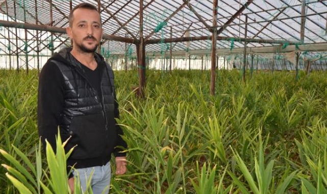 Deneme amaçlı zencefil etki, hasadı bekliyor