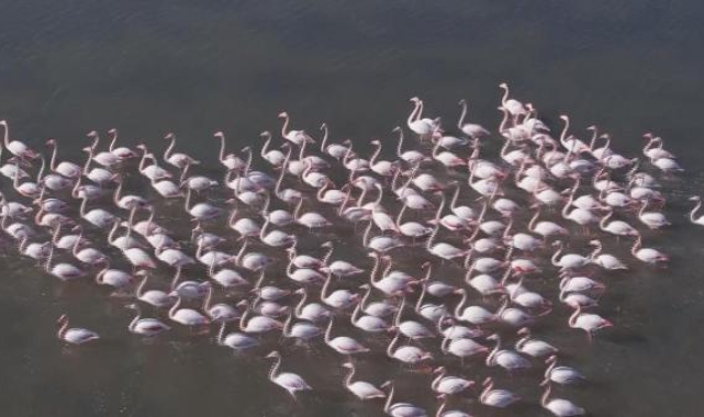 Flamingolar sulak alanda görsel şölen oluşturdu