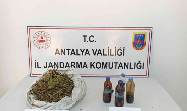 Gazipaşa'da muz bahçesine esrar operasyonu