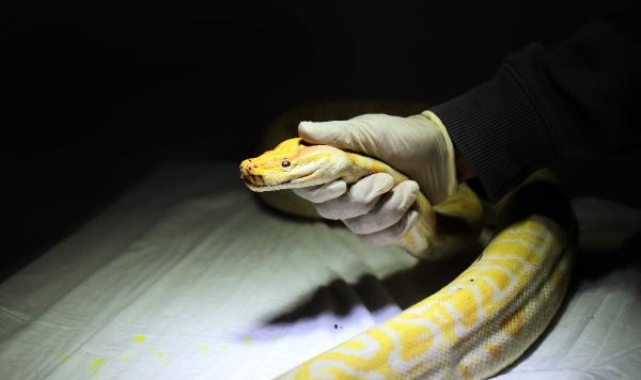 Kaçak olarak Türkiye'de bulunup el koyulan albino piton yeni yuvasında