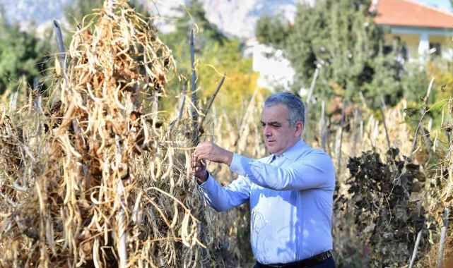 Konyaaltı örnek oldu, fasulyede üretim arttı