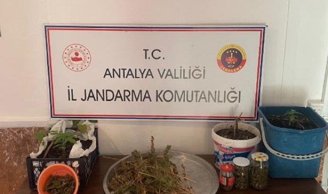 Uyuşturucu yetiştirilen eve jandarma baskını