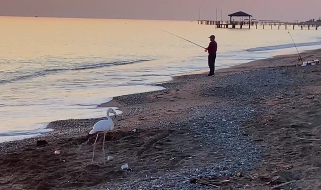 Antalya sahilindeki yalnız flamingo şaşırttı 