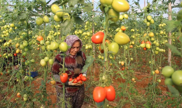 Domatesin fiyatı tarladan sofraya gelene kadar üçe katlanıyor !