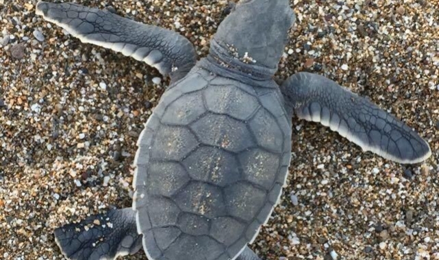 Gazipaşa'da caretta caretta yavruları yumurtadan çıkıp denizle buluştu