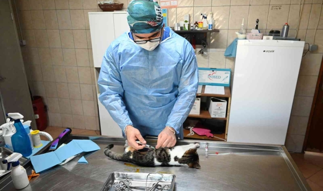 Kemer'de bin 425 sokak hayvanı kısırlaştırıldı