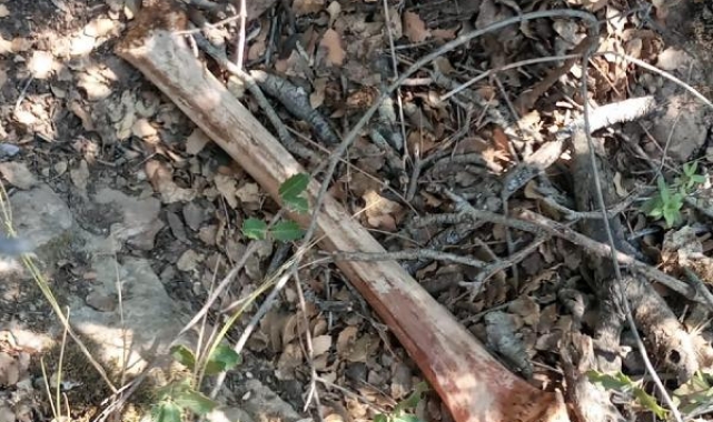 Ormanda bulunan kemik parçası bir gizemi ortaya çıkardı 