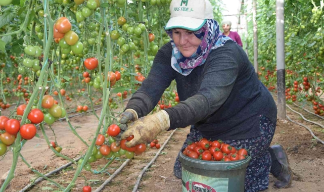 Örtü altı domateste ikinci hasat başladı; Satışlar durgun
