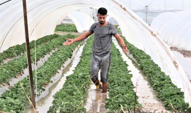 Serik'te seraları su bastı; '7 ay baktık, 5 dakikada heba oldu'