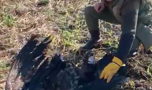 Uydu vericili kara akbaba, silahla öldürüldü !