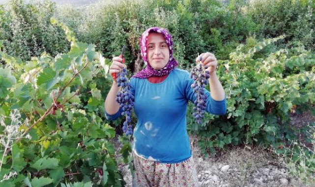 Yazır üzümü için coğrafi işaret gelecek mi ?
