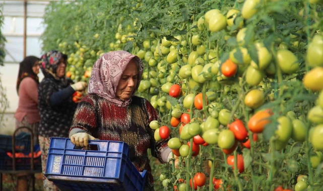 Aralık ayında domates üretimindeki düşüş fiyatlara artış olarak yansıdı