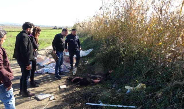 Boş araziye atılmış büyükbaş hayvan deri ve sakatatları jandarmayı harekete geçirdi
