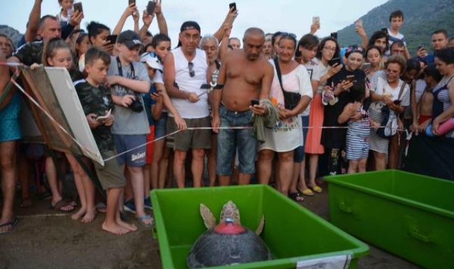 Caretta caretta 'Tuba'yı 7 milyon 767 bin kişi izledi