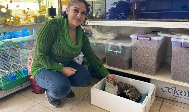 Dışarıda kalan kedi, 3 yavrusuyla esnafa sığındı